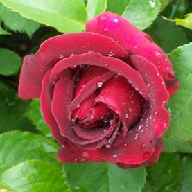 Deep red climbing rose Etoile De Hollande